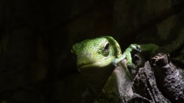 Zümrüt ağaç monitörü veya ağaçtaki yeşil ağaç monitörü - Varanus prasinus