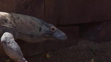 Komodo ejderhası doğal bir parkta yürüyor ve ıslık çalıyor.