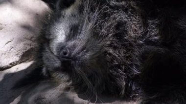 Binturong ya da Bearcat hayvanat bahçesinde huzur içinde uyuyor.
