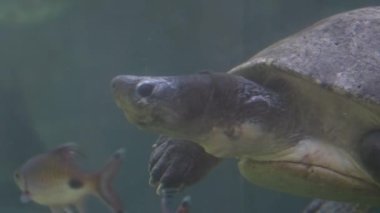 Akvaryumdaki balıklar arasında yüzen kaplumbağa.