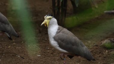 Maskeli Kanat, Vanellus Miles