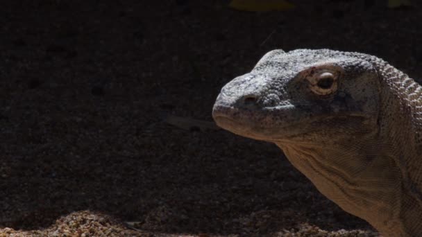 コモドドラゴンまたはコモドは彼女の目を開いて閉じて監視 Varanus Komodensis — ストック動画