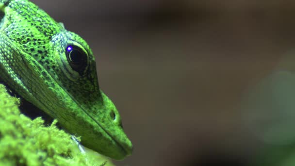 Emerald Tree Monitor Nebo Zelený Strom Monitor Ještěrka Varanus Prasinus — Stock video