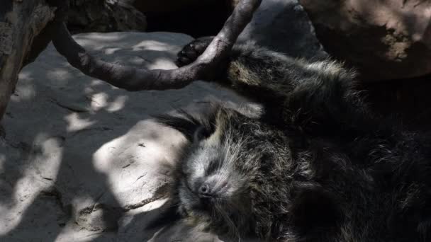 Binturong Bearcat Doğal Bir Parkta Huzur Içinde Uyuyor — Stok video