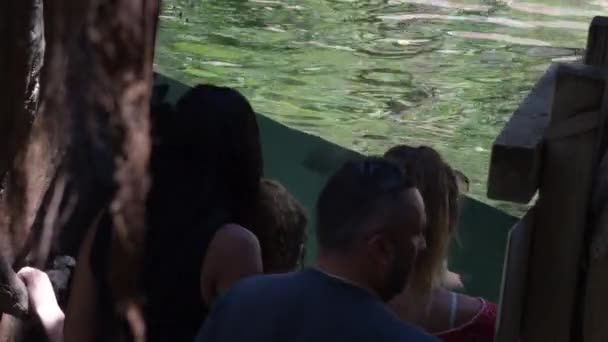 Les Gens Regardent Crocodile Dans Aquarium — Video