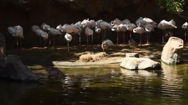 Flamingos Rosa Einem Naturpark — Stockvideo