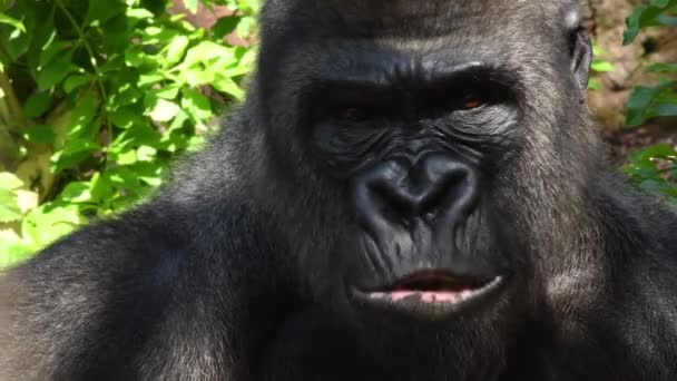 動物園の自然公園で食べる大きなゴリラ 西低地ゴリラ — ストック動画