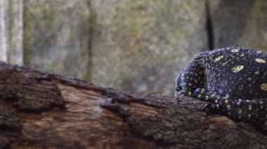 Varanus salvadorii kertenkelesi - Varanus salvadorii