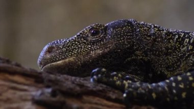 Varanus salvadorii doğal bir parkta, timsah gözlemcisi kertenkele - Varanus salvadorii