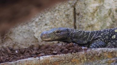 Varanus Salvadorii doğal bir parka bakıyor - Varanus Salvadorii