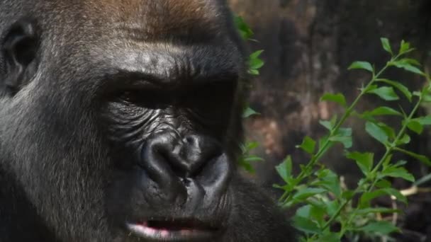 Gorilla Beim Fressen Einem Naturpark Westlicher Flachlandgorilla — Stockvideo