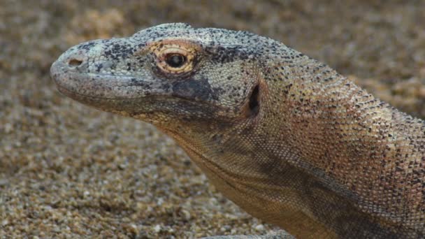 Komodo Ejderhası Komodo Doğal Bir Parkta Gözlemci Varanus Komodoensis — Stok video