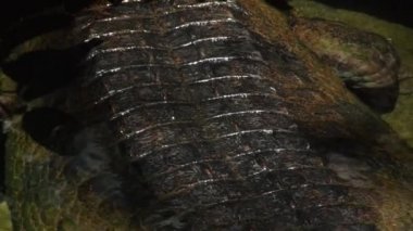 Sahte Ganj timsahı ya da doğal bir parkın nehrindeki Tomistoma cesedi.