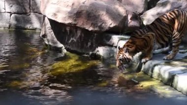 Sumatran Kaplanı, doğal parktaki bir nehirde içiyor Panthera tigris sumatrae