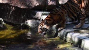 Sumatran Kaplanı, doğal parktaki bir nehirde içiyor Panthera tigris sumatrae