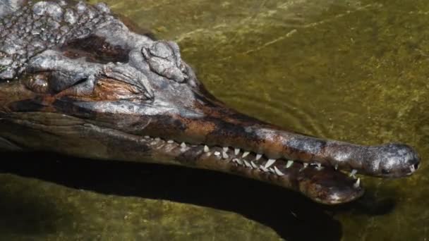 Faux gharial ou Tomistome dans un parc naturel - Tomistoma schlegelii 