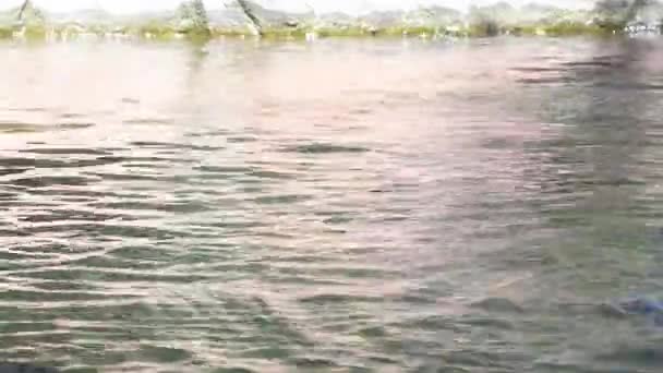 自然公園内の川に出現する偽の幽霊またはトミストマ Tomistoma Schlegelii — ストック動画