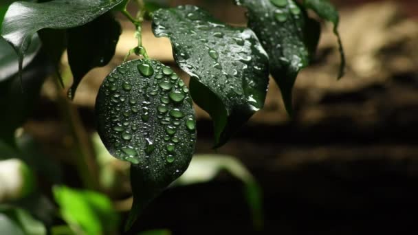 Gotas Agua Las Hojas Una Planta Humedal — Vídeos de Stock