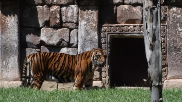 Tigre Sumatra Tra Rovine Vecchio Tempio Panthera Tigris Sumatrae — Video Stock