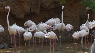 Daha büyük flamingolar Pembe kuşlar doğal bir parkta