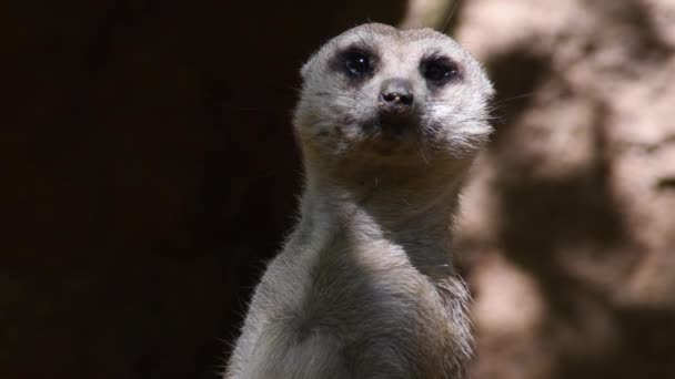 Erdmännchen Surikat Schaut Sich Einem Zoo Naturpark Suricata Suricatta — Stockvideo