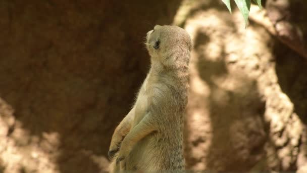 Meerkat Surca Una Roca Mirando Alrededor Parque Natural Del Zoológico — Vídeos de Stock