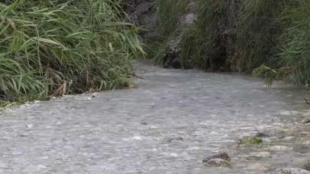 Pure Water Running Riverbed River — Stock Video