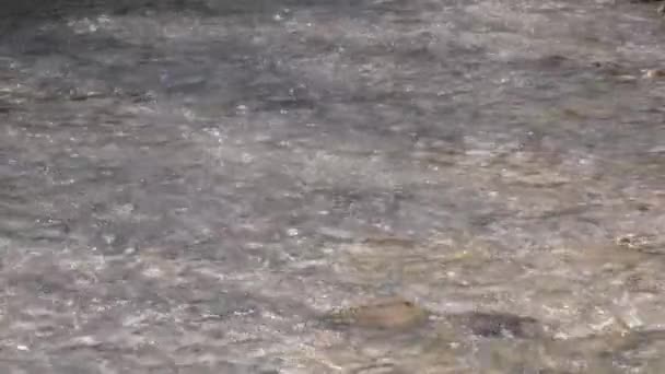 Agua Pura Que Corre Lecho Río Atardecer — Vídeos de Stock