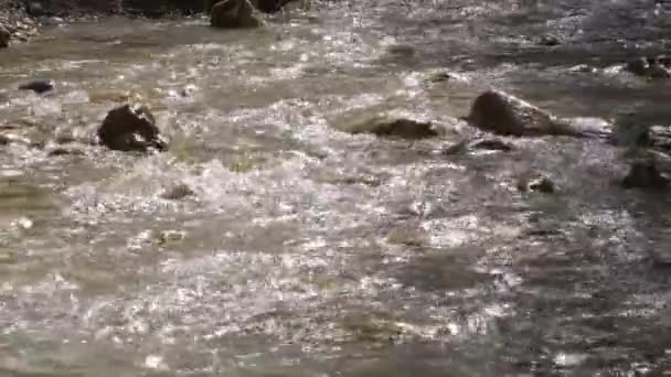 Folyómeder Kövekkel Tiszta Hegyi Víz Folyik Naplementekor — Stock videók