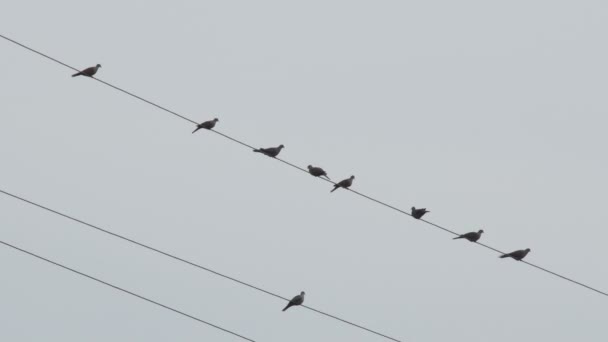 Vögel Einem Trüben Tag Auf Einem Stromkabel — Stockvideo