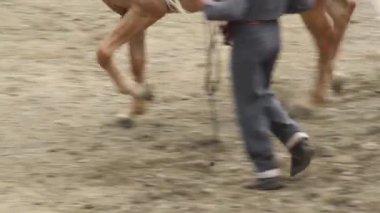 At ve binici bir at yarışında dört nala koşuyor.