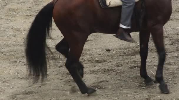 Spanish Horse Performing Equestrian Exhibition — Stock Video