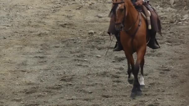Ανδαλουσιανό Άλογο Και Αναβάτης Εκτελεί Μια Έκθεση Ιππασίας — Αρχείο Βίντεο