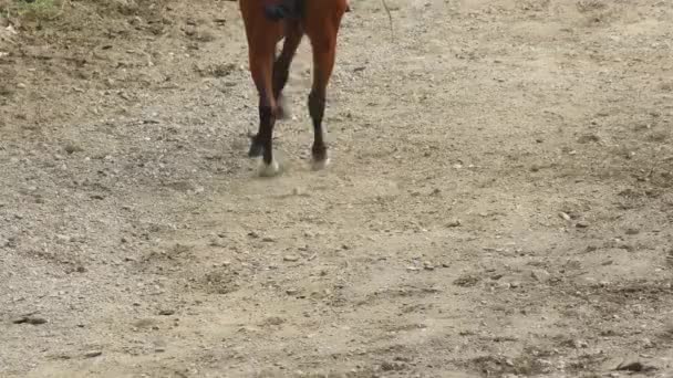 Cavalo Espanhol Realizando Uma Exposição Equestre — Vídeo de Stock