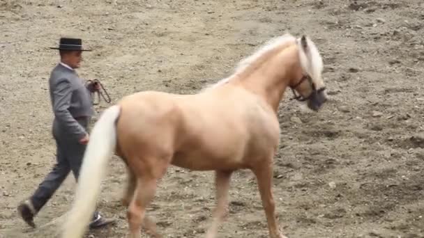 Spanisches Pferd Und Reiter Bei Einer Reiterausstellung — Stockvideo