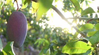 Mango meyvesi ağaçta asılı günbatımında yaprakların arasında güneşle