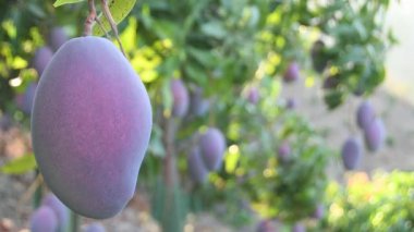 Mango meyve ağaçlarında ağaçta asılı duran mango.
