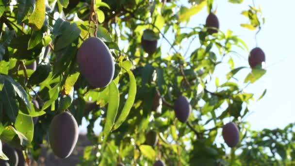 Mangos Hänger Ett Träd Vid Solnedgången — Stockvideo