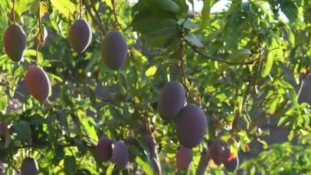 Mangos Einem Mangobaum Einer Obstbaumplantage — Stockvideo