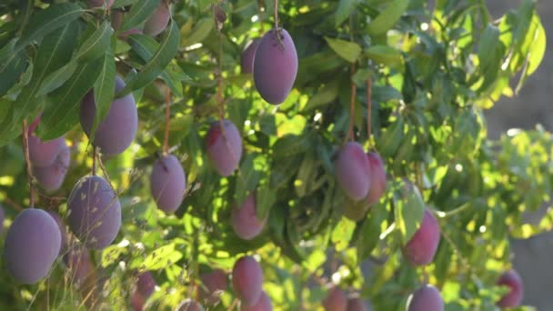 Rijpe Mango Hangend Een Mangoboom — Stockvideo