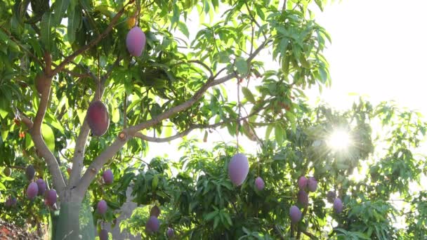 Mango Opknoping Boom Bij Zonsondergang — Stockvideo