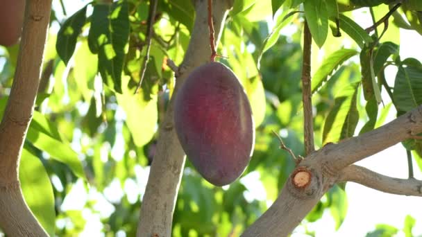 Ripe Mango Hanging Mango Tree — Stock Video