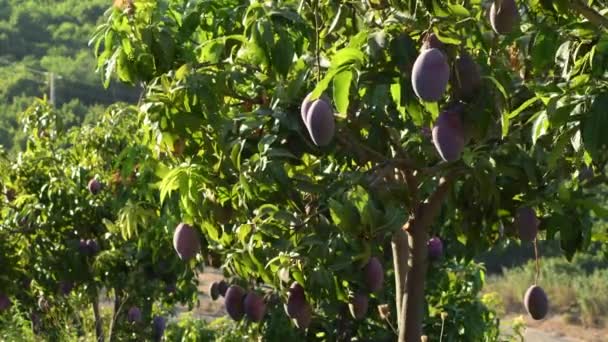 農園のマンゴーの木に吊るされたマンゴー — ストック動画