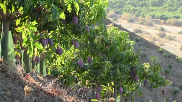 阳光灿烂的一天 芒果挂在果树种植园的芒果树上 — 图库视频影像