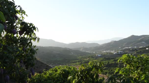 Paisaje Plantación Agrícola Atardecer — Vídeo de stock