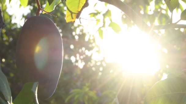 Słońce Świeci Zachodzie Słońca Owocami Mango Wiszącymi Drzewie Mango — Wideo stockowe