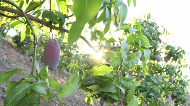 農業プランテーションで日没時にマンゴーの木にぶら下がっマンゴー — ストック動画