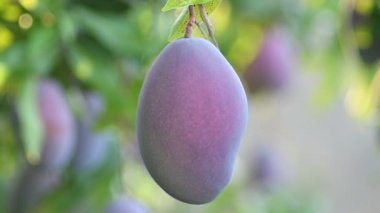 Mango ağacında sallanan olgun mango meyvesi.