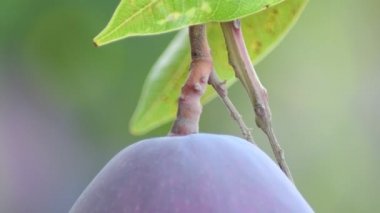 Olgun mangolu bir pedamca mango ağacında asılı.