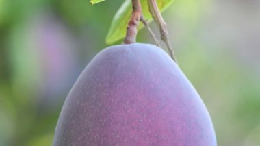 Olgun mango meyvesi mango ağacında bir dalın pedalında asılı duruyor.